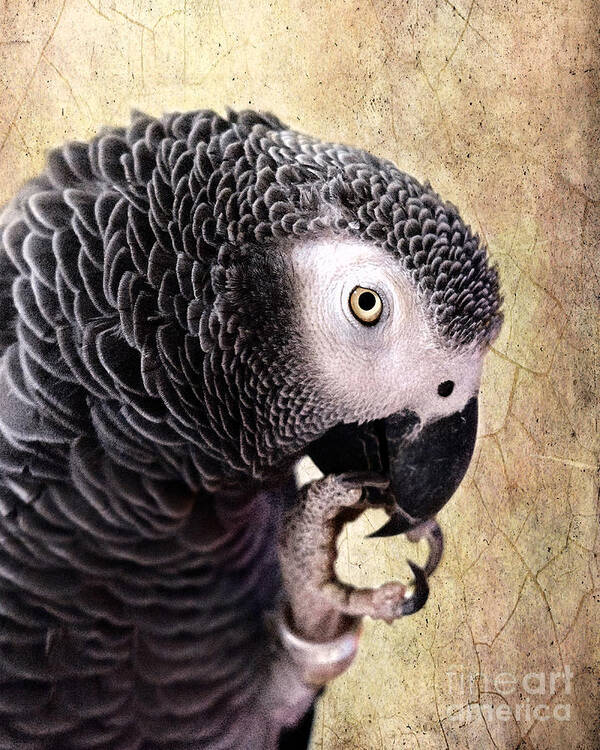 African Gray Parrot Poster featuring the photograph A Touch of Grey by Betty LaRue