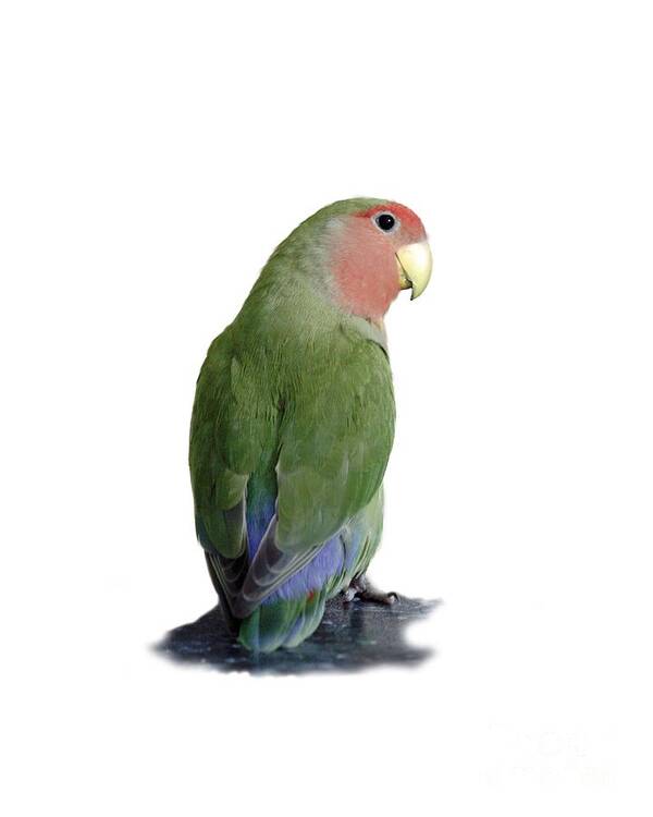 Bird Poster featuring the photograph Adorable Pickle on a transparent background by Terri Waters