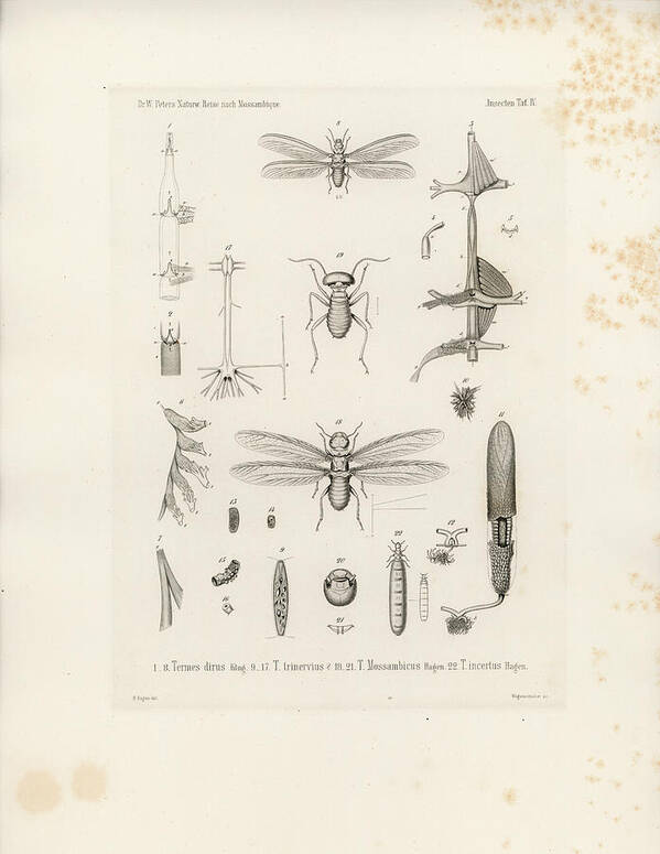 Termites Poster featuring the drawing African termites and their anatomy by W Wagenschieber