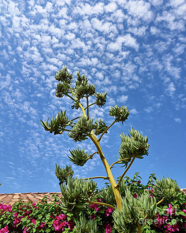 Agave Poster featuring the photograph Agave Sky by Steve Ondrus