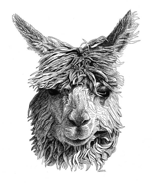 Alpaca Poster featuring the drawing Alpaca by Scott Woyak