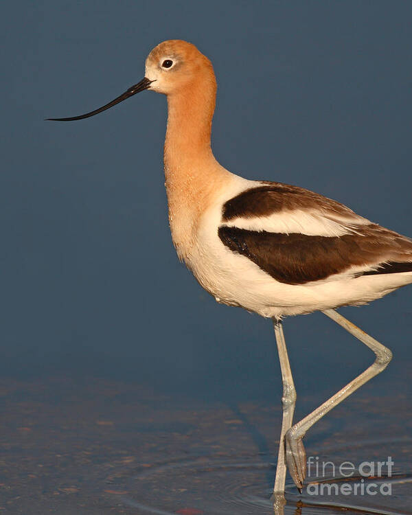 Avocet Poster featuring the photograph American Avocet Standing Tall by Max Allen