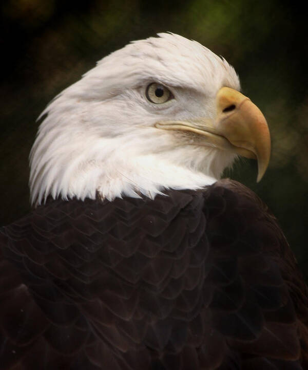 Bald Eagle Poster featuring the photograph American Bald Eagle by Joseph G Holland