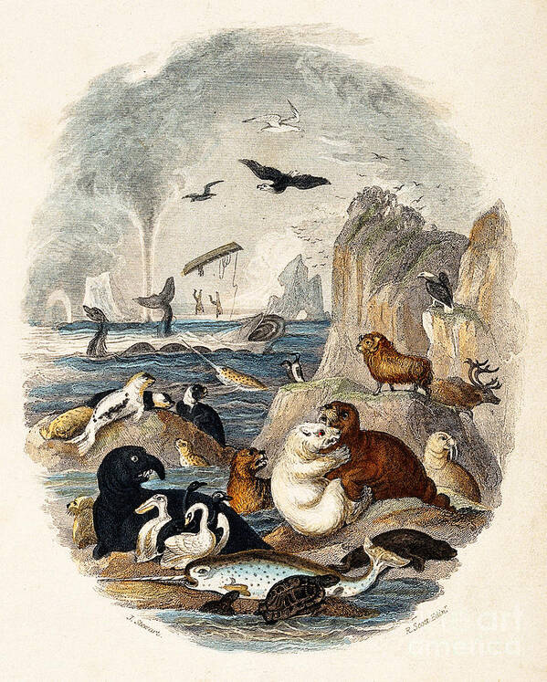 Historic Poster featuring the photograph Animals on Sea Rock Face Goldsmith 1774 by Science Source