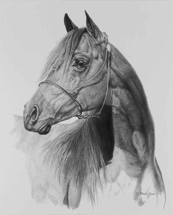 Horse Poster featuring the drawing Apache by Daniel Adams