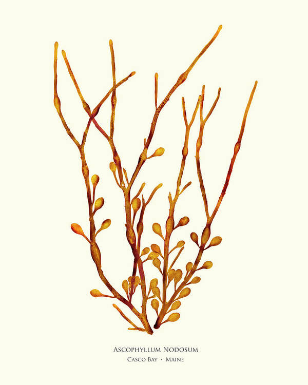 Pressed Seaweed Poster featuring the mixed media Ascophyllum Nodosum, Casco Bay, Maine by John Ewen