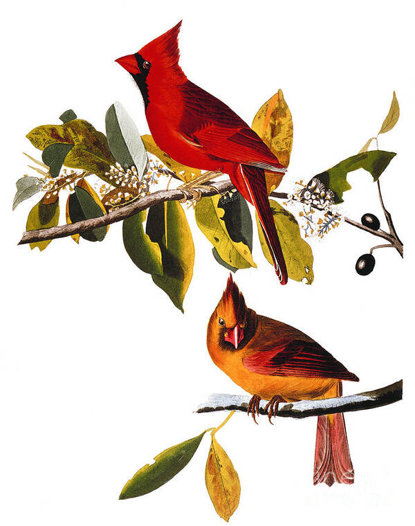19th Century Poster featuring the photograph Audubon: Cardinal by Granger