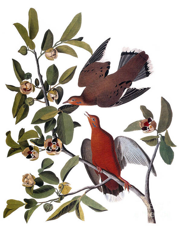 1827 Poster featuring the photograph Audubon: Dove, (1827-38) by Granger