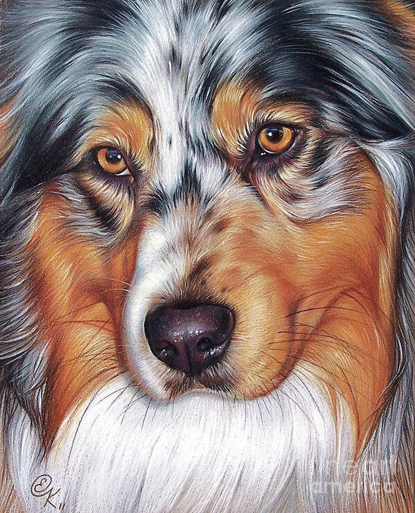 Australian Shepherd Poster featuring the drawing Australian Shepherd by Elena Kolotusha