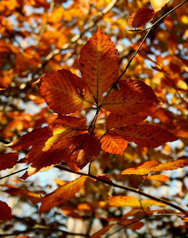Autumn Poster featuring the photograph Autumn Leaves by Karen Harrison Brown