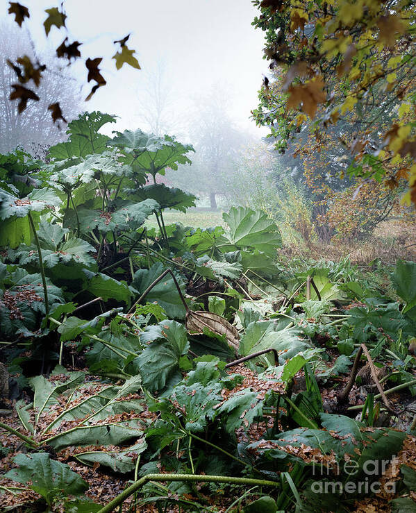 Autumn Poster featuring the photograph Autumn Mist, Great Dixter Garden by Perry Rodriguez