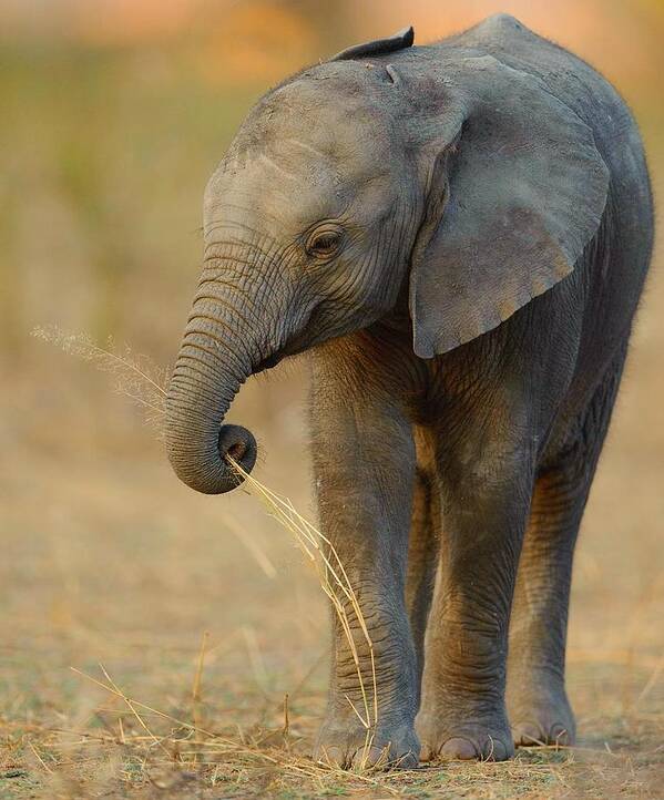 Elephant Poster featuring the photograph Baby Elephant by Happy Home Artistry