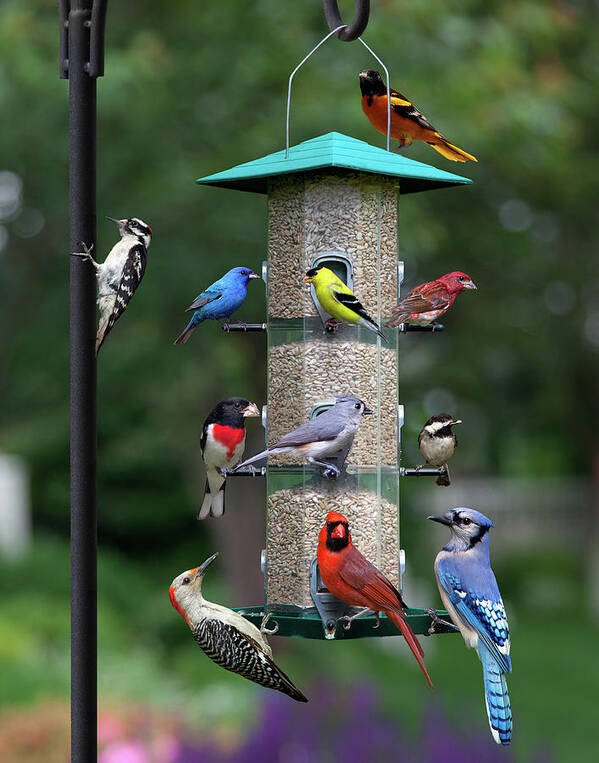 Birds Poster featuring the photograph Backyard Bird Feeder by Larry Landolfi