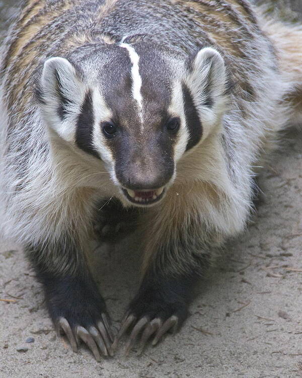 Photography Poster featuring the photograph Badgered Badger by Sean Griffin