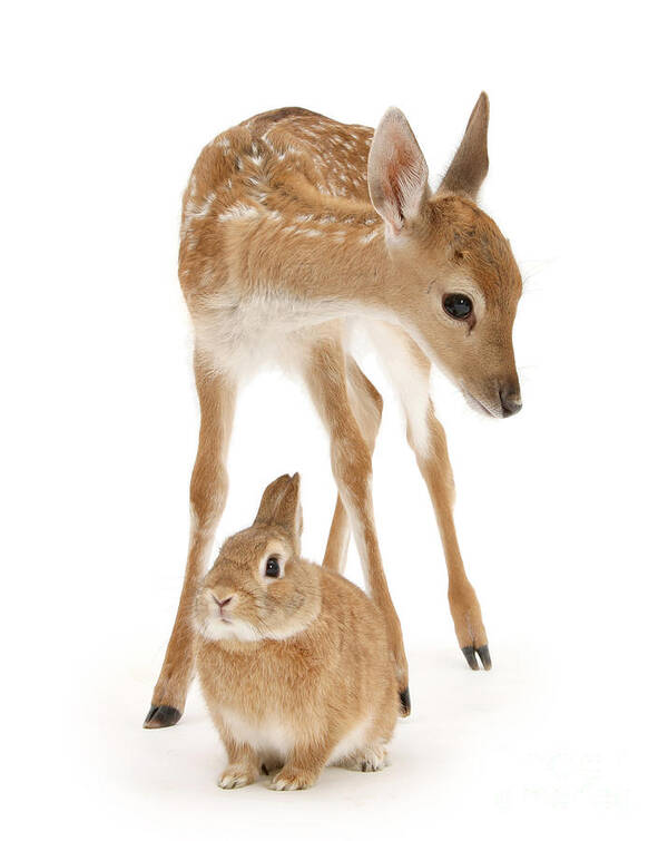 Fallow Deer Poster featuring the photograph Bambi and Thumper by Warren Photographic