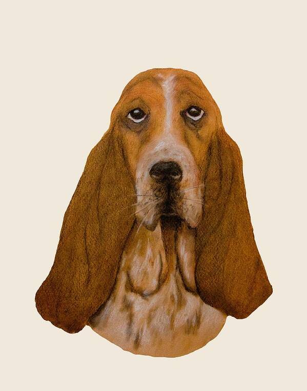 Drawing Poster featuring the drawing Basset Hound Portrait by John Stuart Webbstock