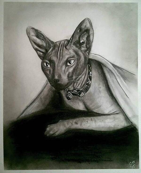 Hairless Cat. Cat Poster featuring the drawing Battman by Carole Hutchison