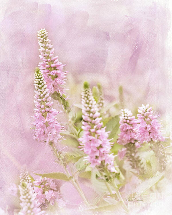 Agastache Poster featuring the photograph Beautilicious by Betty LaRue