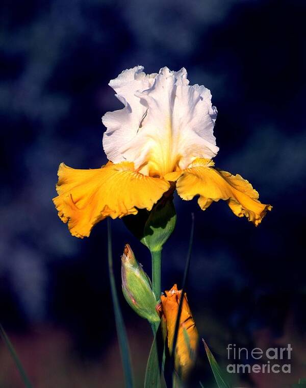 Linda Cox Poster featuring the photograph Iris Beauty In Yellow and White by Linda Cox