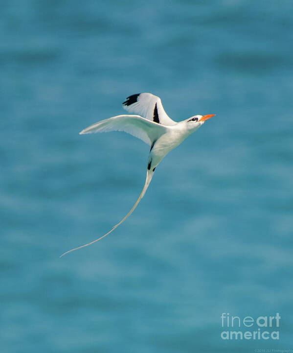 Atlantic Poster featuring the photograph Bermuda Longtail S Curve by Jeff at JSJ Photography