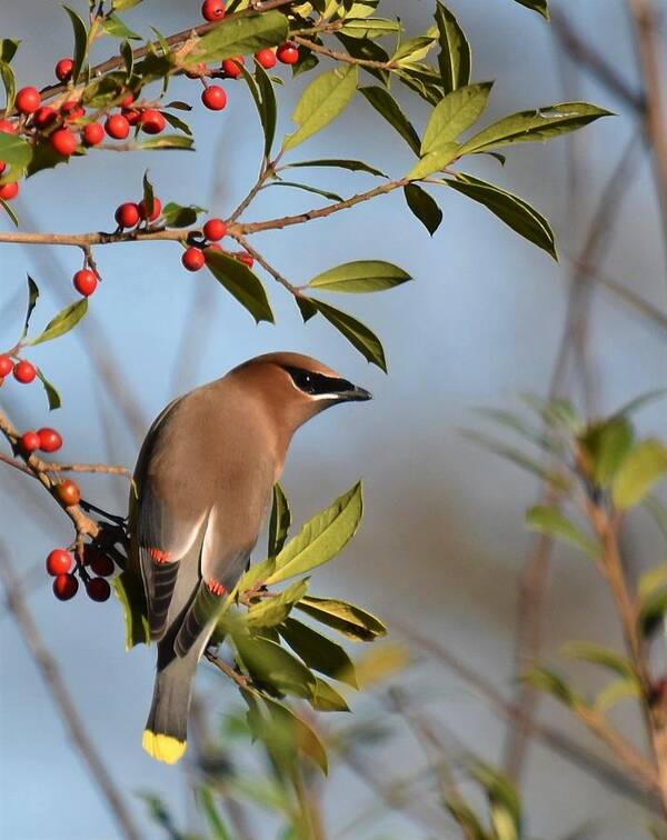 Cedar Waxwing Poster featuring the photograph Berry Bandit by Chip Gilbert