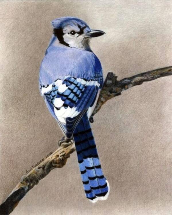 Blue Poster featuring the drawing Big Blue Jay by Ana Tirolese