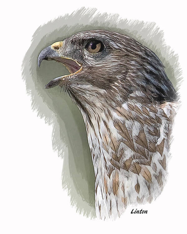 Hawk Poster featuring the digital art Bird Of Prey by Larry Linton