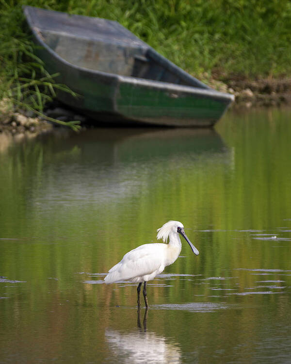 China Poster featuring the photograph Black Faced Spoonbill Mai Po Hong Kong China by Adam Rainoff