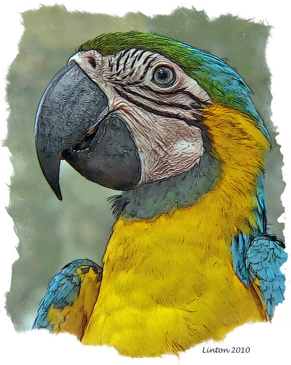 Blue And Gold Macaw Poster featuring the digital art Blue And Gold Macaw by Larry Linton