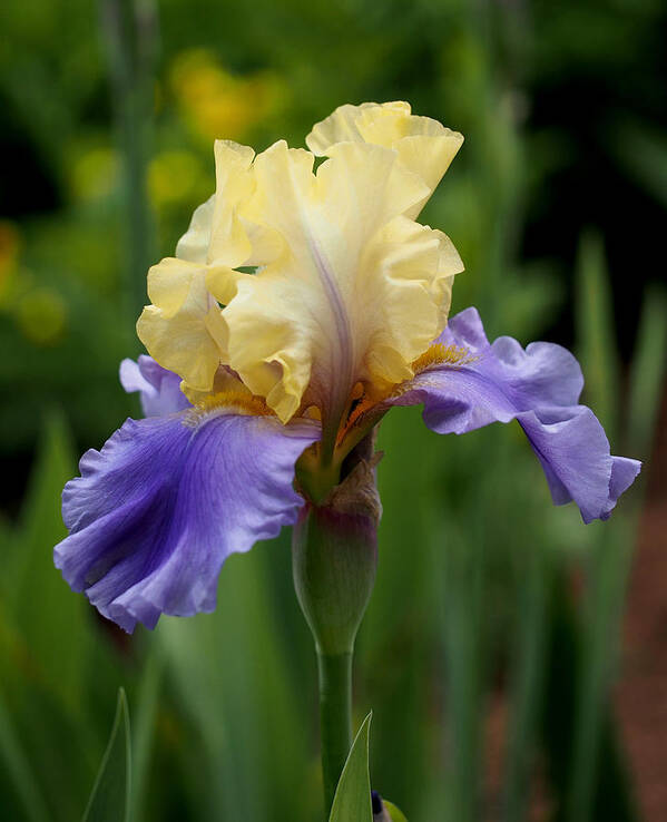 Iris Poster featuring the photograph Blue Yellow Iris Germanica by Rona Black
