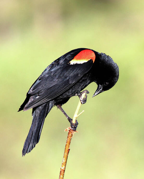 Red-winged Blackbird Poster featuring the photograph Bowing by Shane Bechler