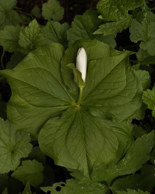 Flowers Poster featuring the photograph Bud of the Trillium by Charles Lucas