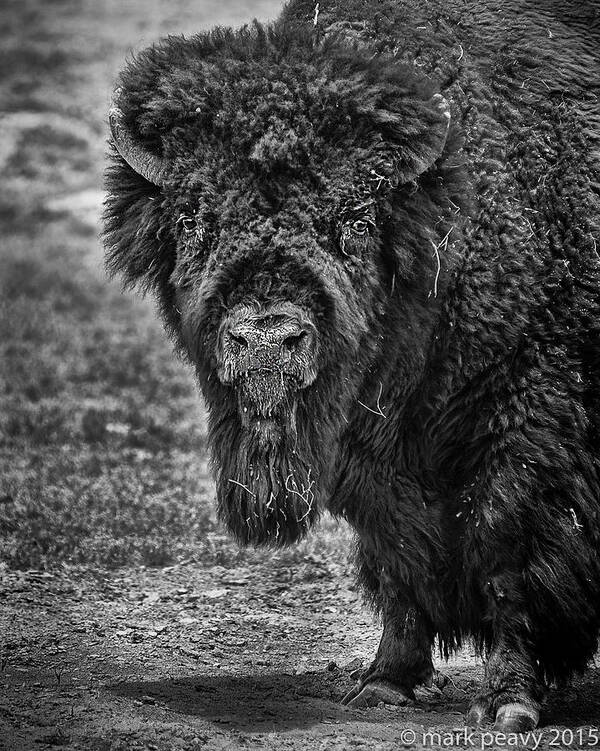 Black & White Close Up Poster featuring the photograph Buffalo by Mark Peavy