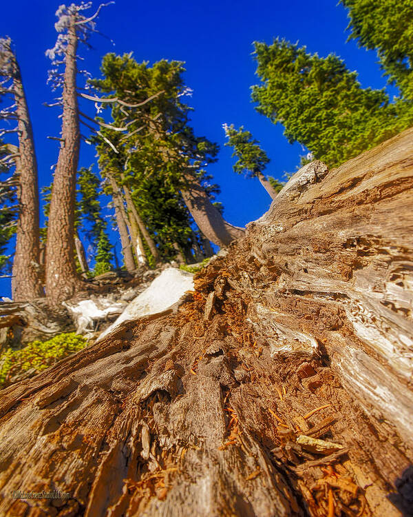 California Poster featuring the photograph BUMPASS HELL Tree Down by LeeAnn McLaneGoetz McLaneGoetzStudioLLCcom