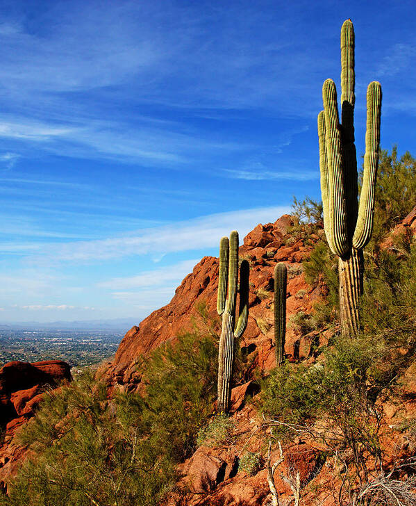  Poster featuring the photograph Cactus on Camelback 14x17 by Daniel Woodrum