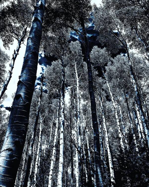 San Francisco Peaks Poster featuring the photograph Calm Amongst the Aspens by Michael Oceanofwisdom Bidwell