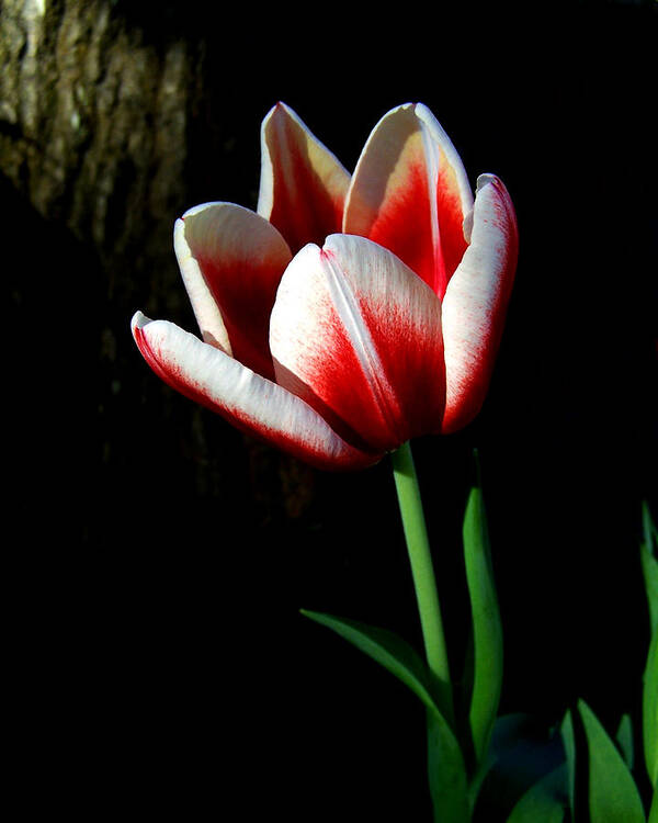 Nature Poster featuring the photograph Candy Cane Tulip by Peggy Urban