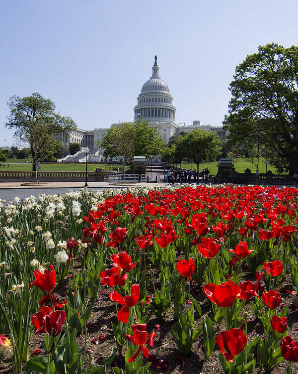 Us Capitol Poster featuring the photograph Capitol Tulips by Jack Nevitt