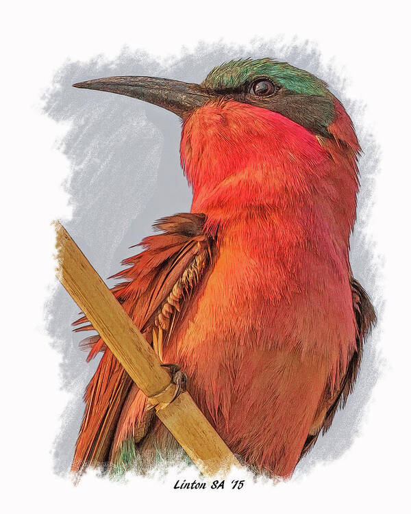 African Bee-eater Poster featuring the digital art African Carmine Bee-eater by Larry Linton