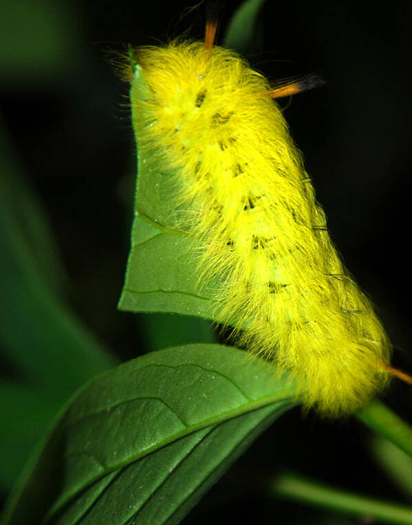 Yellow Poster featuring the photograph Caterpillar by Mark Wiley