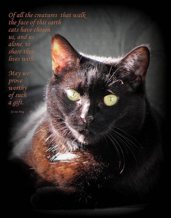 Quotes Poster featuring the photograph Cats Chose Us by Sue Long