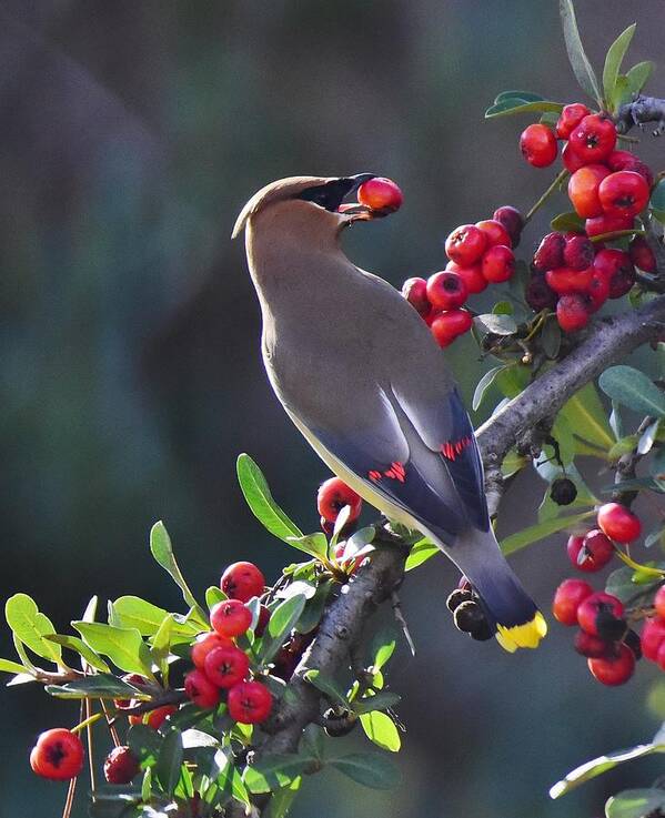 Linda Brody Poster featuring the photograph Cedar Waxwing 2 by Linda Brody