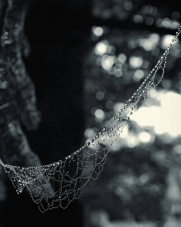 Spider Poster featuring the photograph Charlotte's Necklace by Daniel George