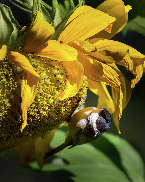 Summer Flower Poster featuring the photograph Chickadee Sunflower by Bill Wakeley