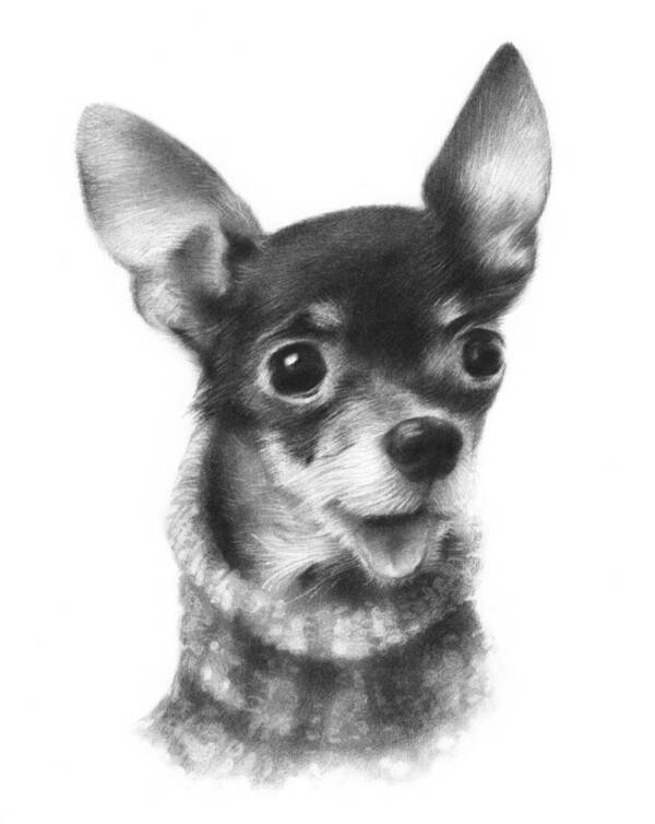 Chihuahua Poster featuring the drawing Chihuahua Pup by Natasha Denger