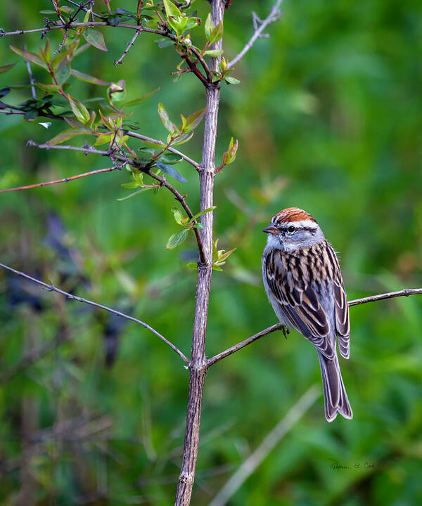 Chipping Sparrow Poster featuring the photograph Chipping Sparrow by Bellesouth Studio