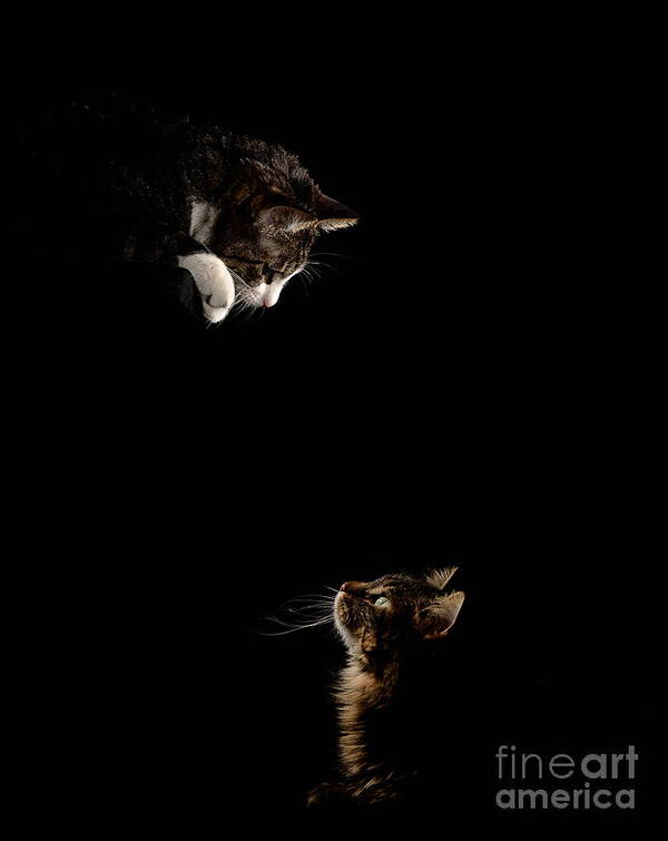 Cat Cats Feline Felines Low Key Pet Pets Animal Animals Poster featuring the photograph Chubby and Mittens by Ken DePue