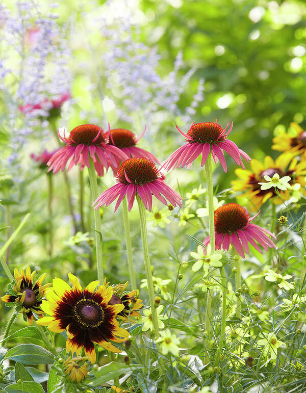 Garden Poster featuring the photograph Coneflower scene by Garden Gate