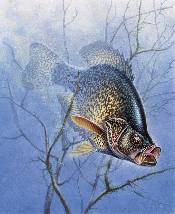 Jon Q Wright Poster featuring the painting Crappie Cover Tangle by JQ Licensing