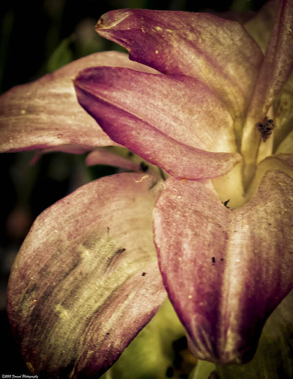 Lilies Poster featuring the photograph Curcuma Ginger by Debra Forand
